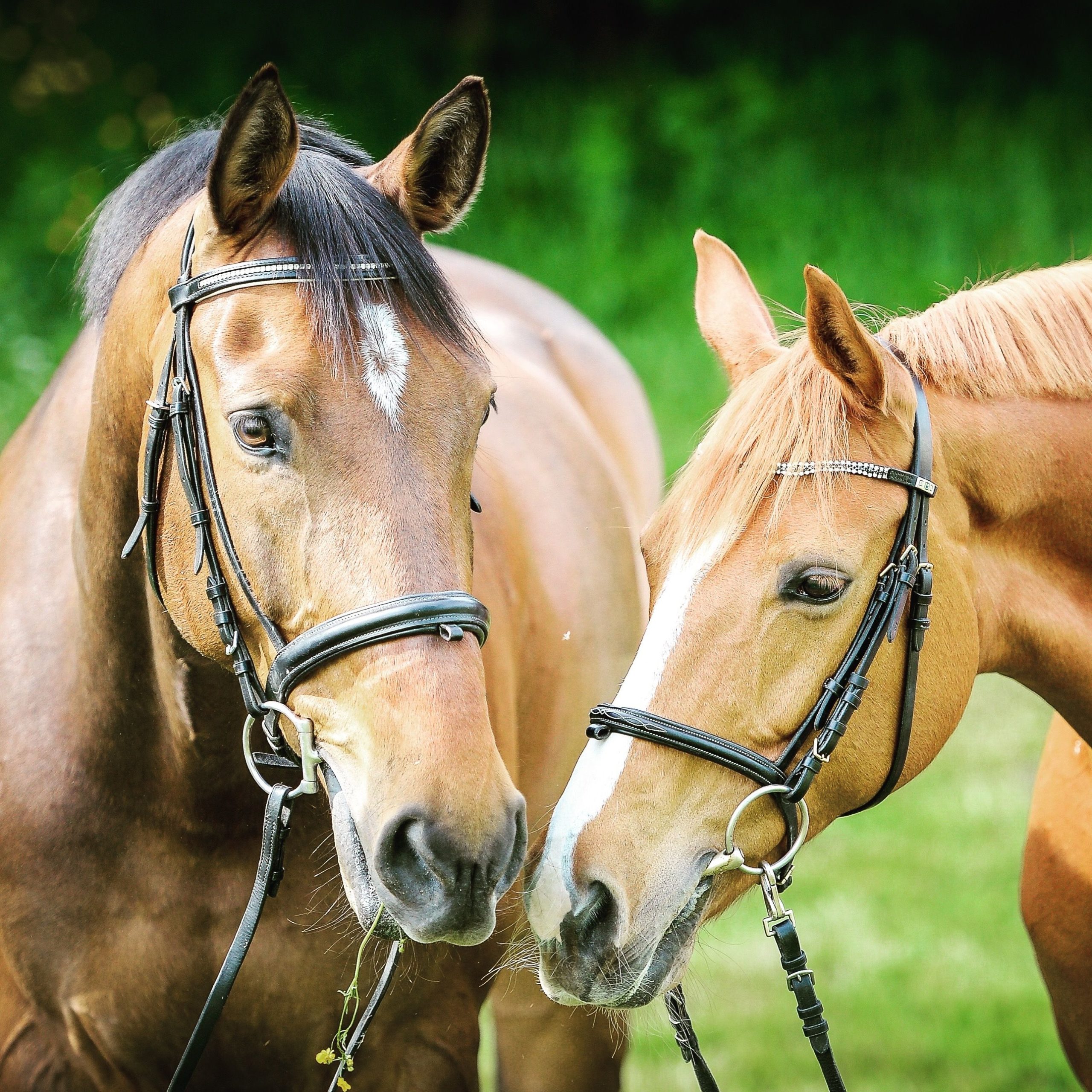 Pension pour chevaux en seine et marne