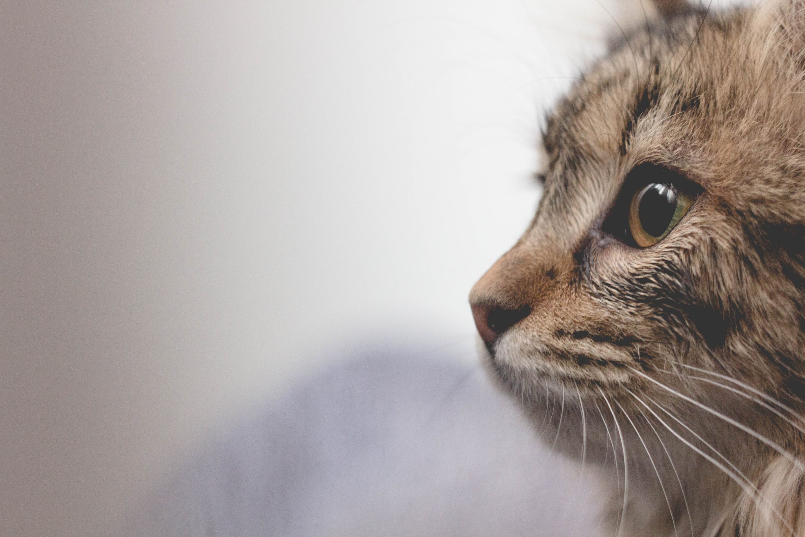 Pension pour chat seine et marne